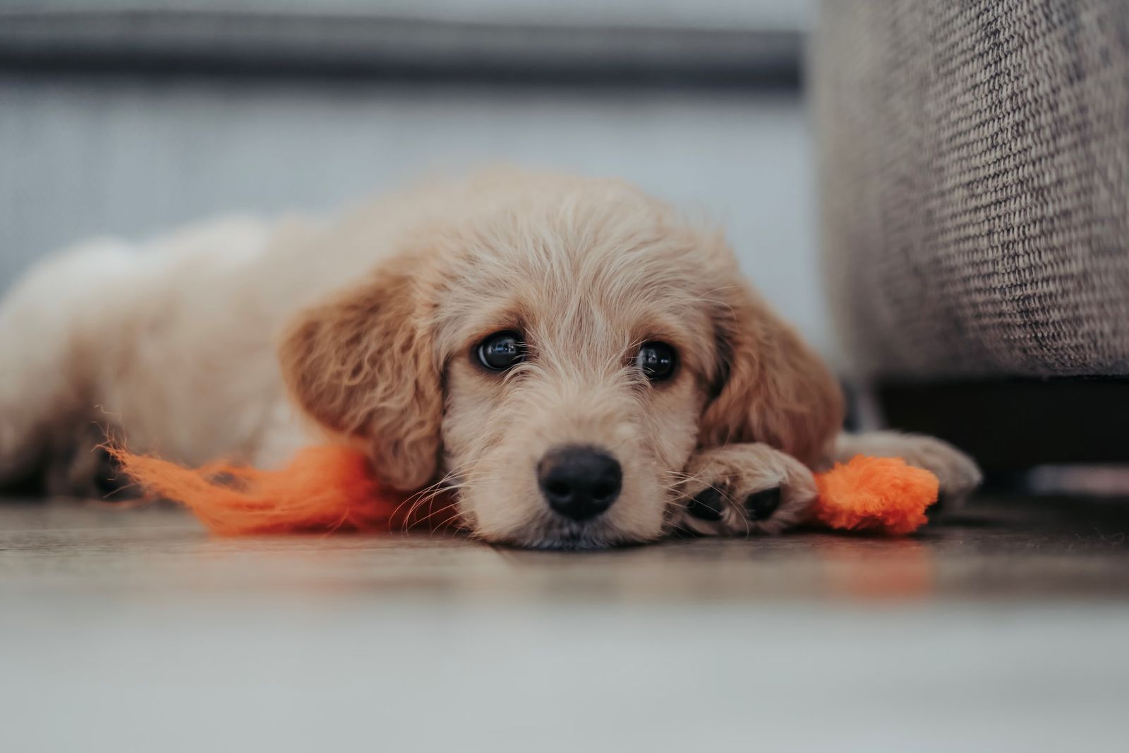 How to Clean All Types of Dog Poop Out of Your Carpet Homeaglow